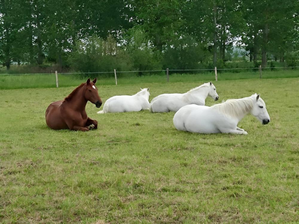 Pension chevaux près de Baugé en Anjou