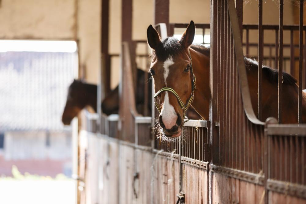 Écurie de propriétaire près de Baugé en Anjou