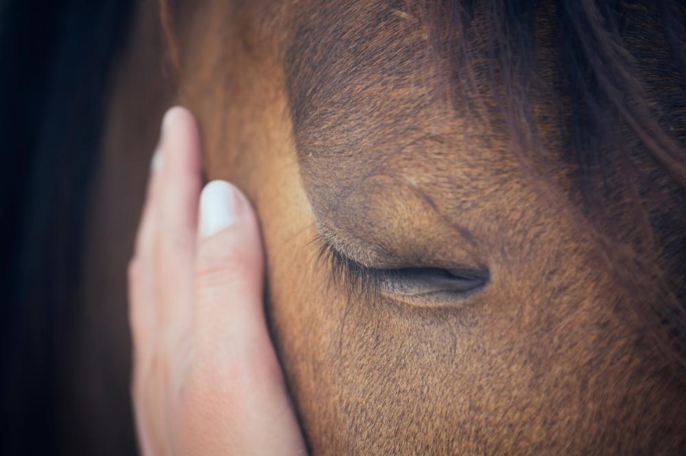 main-cheval