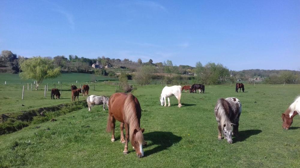 chevaux-camping