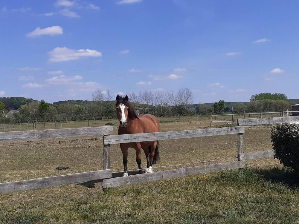 cheval-pre