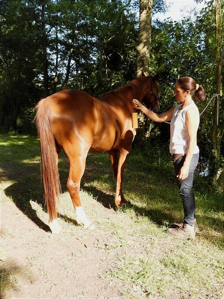 seance-cheval