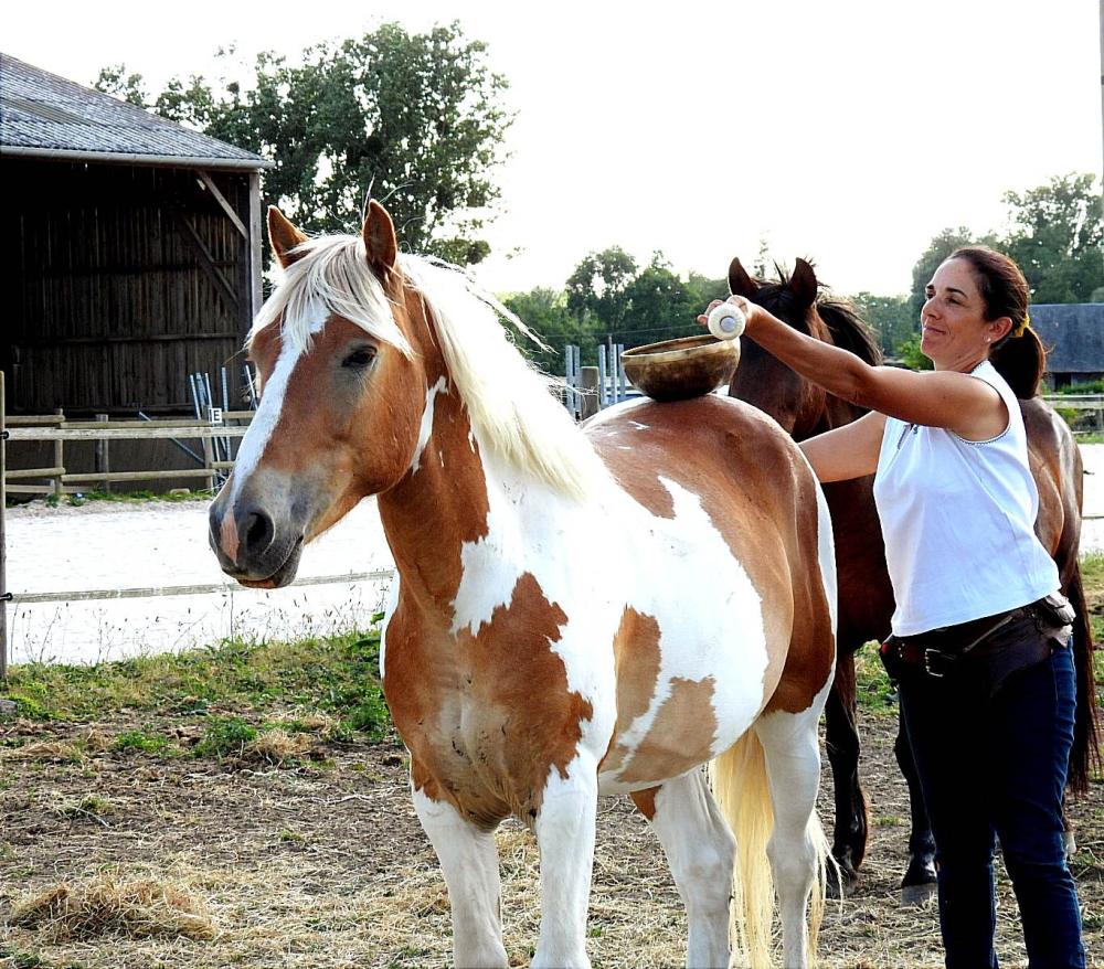 Bol . T cheval